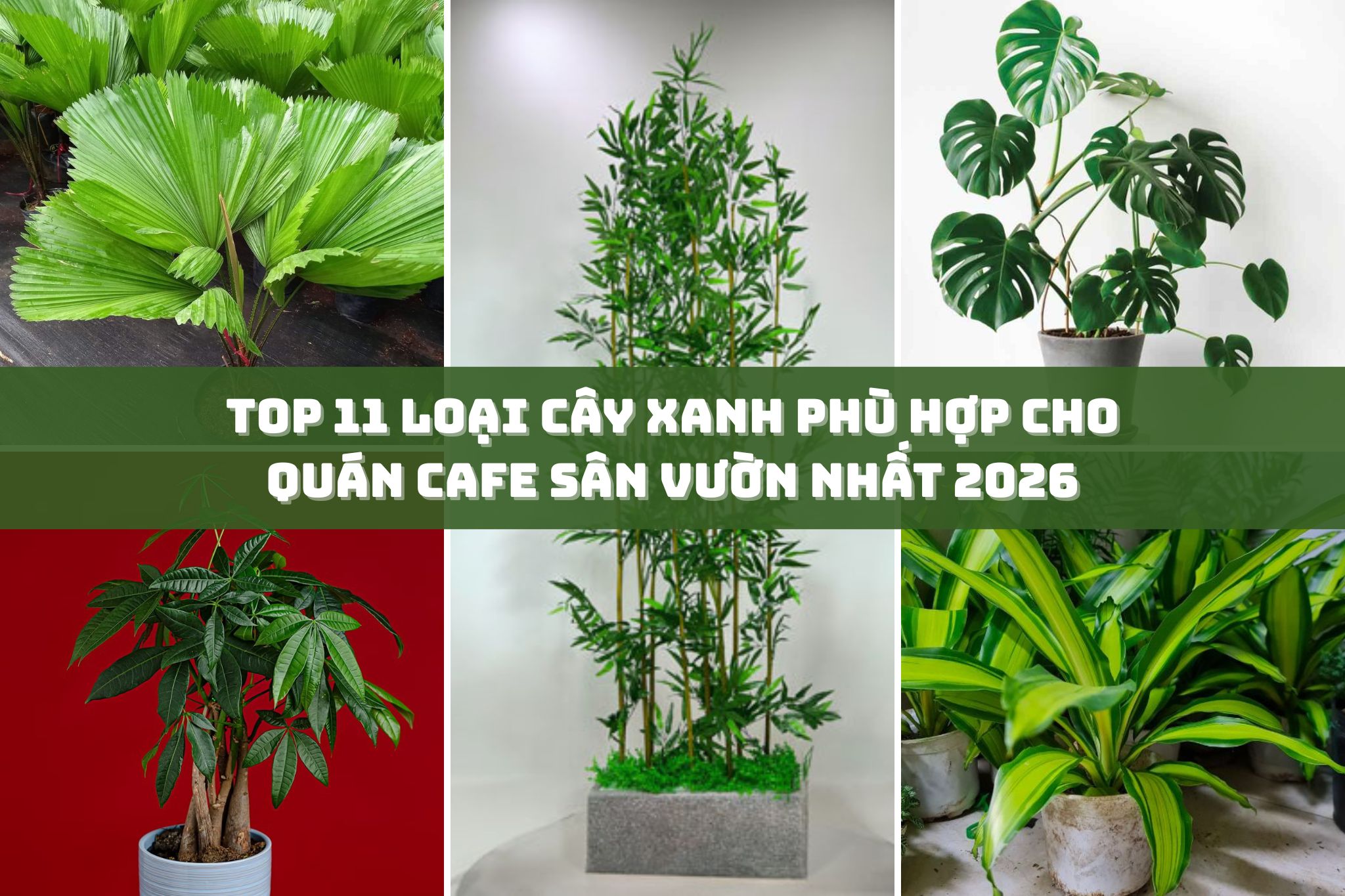 Top 11 loại cây xanh phù hợp cho quán cafe sân vườn nhất 2026